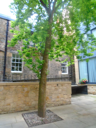 Roxburgh Court Tree Plaques